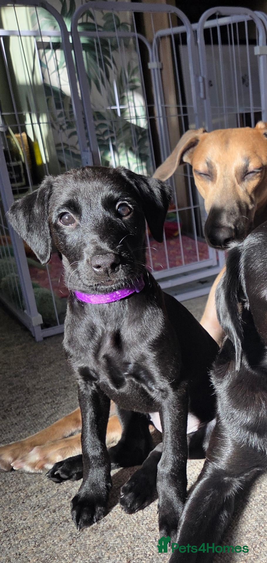 Mixed Breed dogs 🐾 Labrador × Whippet Puppies! 🐾 - Advert 1