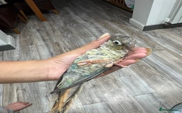 Lorikeets birds for sale: Hand fed baby conures for sale rare breed - Image 28