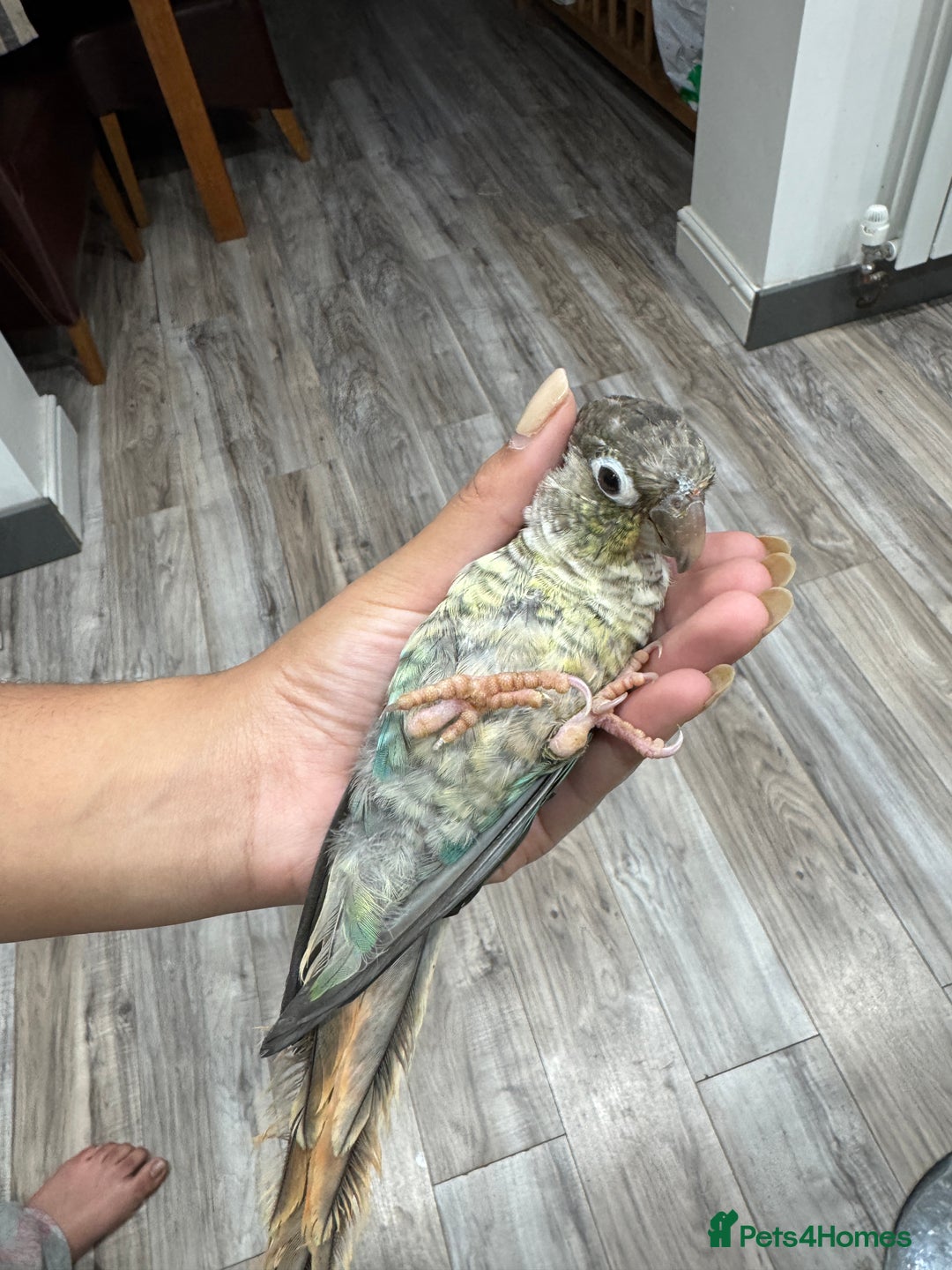 Lorikeets birds for sale: Hand fed baby conures for sale rare breed - Image 28