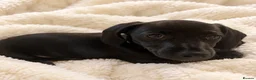 Miniature Dachshund dogs for sale: READY TO LEAVE 🥰🖤 - Advert 1