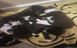 Mixed Breed cats for sale: Three long hair one short tuxedo kittens - Image 1
