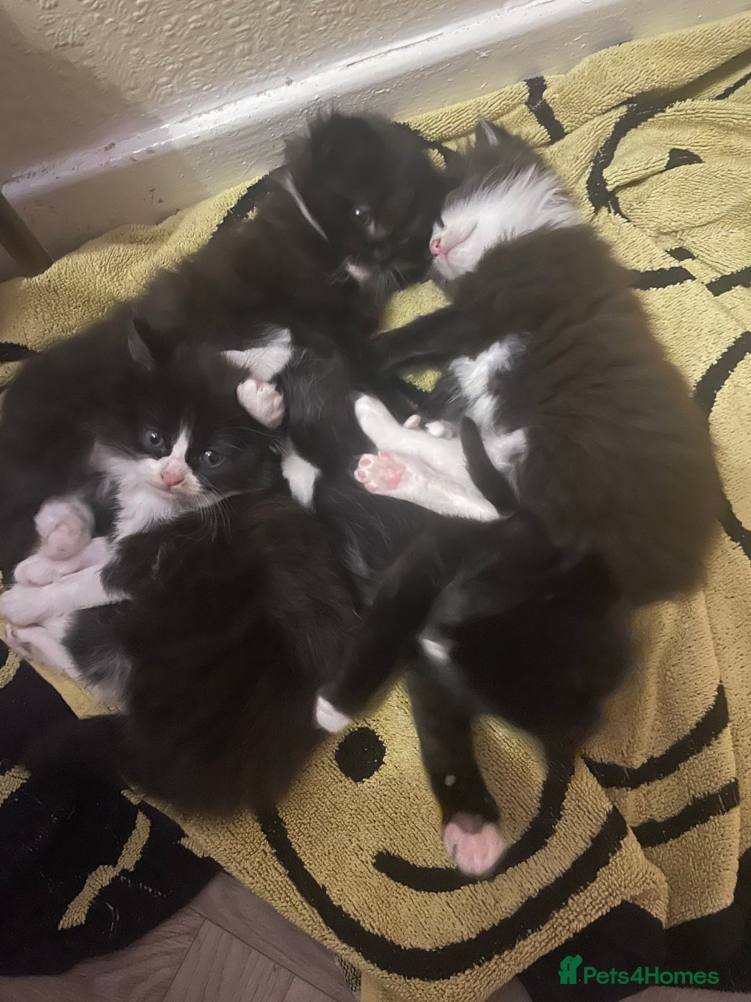 Mixed Breed cats for sale: Three long hair one short tuxedo kittens - Image 1
