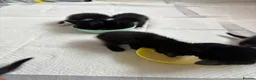 Mixed Breed cats for sale: 5 black and white kittens  in Leeds - Advert 9