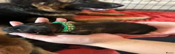 German Shepherd dogs for sale: German Shepherd Puppies  in Doncaster - Advert 15