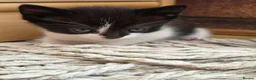 Mixed Breed cats for sale: 🐱 Cute Kittens for Sale 🐾  - Advert 18