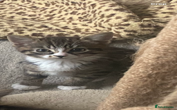 Bengal cats for sale: Tabby stripy Bengal cross  - Image 3