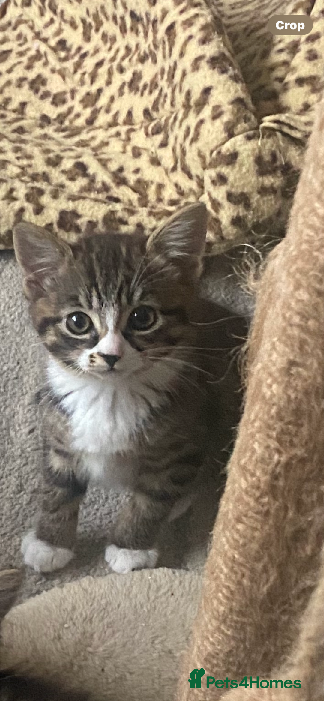 Bengal cats for sale: Tabby stripy Bengal cross  - Image 3