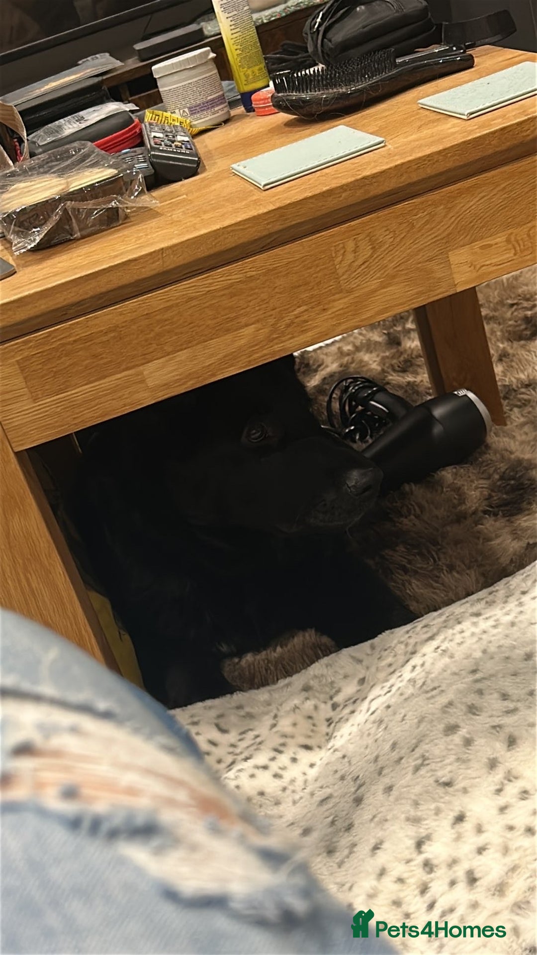 German Shepherd dogs for sale: Beautiful black German Shepard girl  - Advert 9