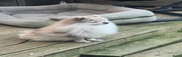 Pomeranian dogs for stud: Stud Pomeranian – Kennel Club Registered - Advert 5