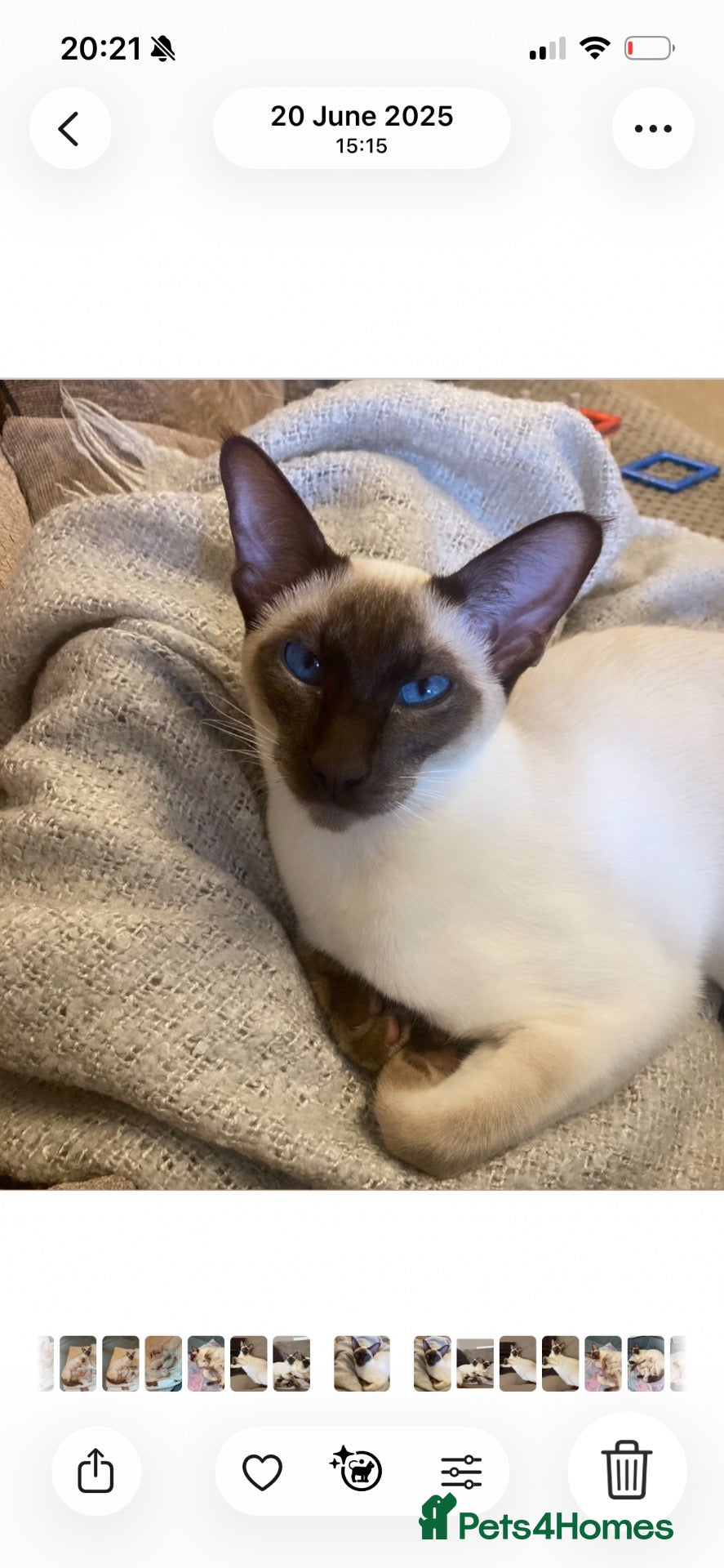 Siamese cats for sale: Beautiful Siamese kitten - Advert 10