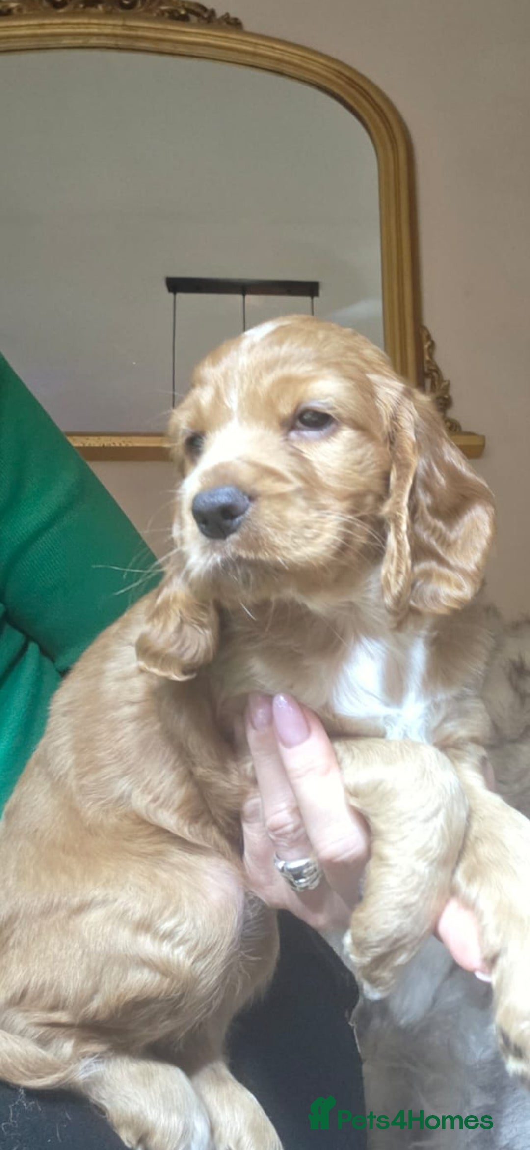 Cocker Spaniel dogs for sale: Beautiful and sweet puppy😊 - Image 29