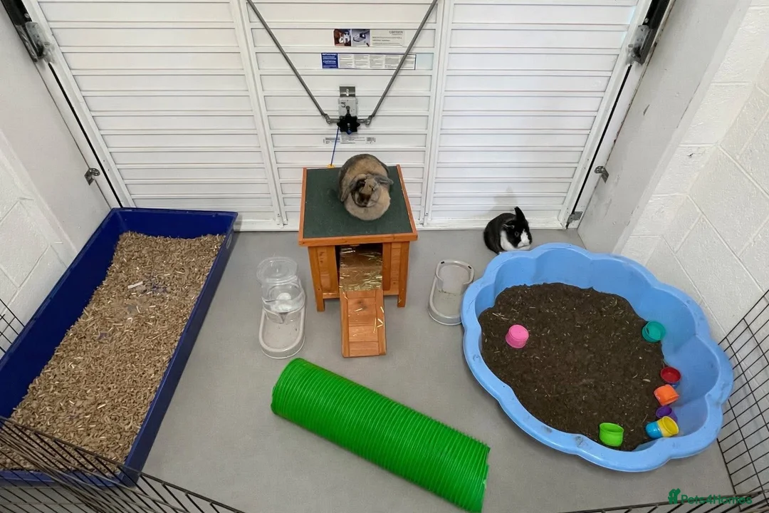 Mixed Breed rabbits for sale: two bonded bunnies - Advert 1