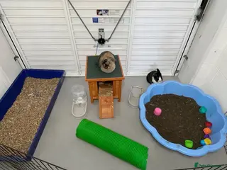 Mixed Breed rabbits two bonded bunnies - Advert 6