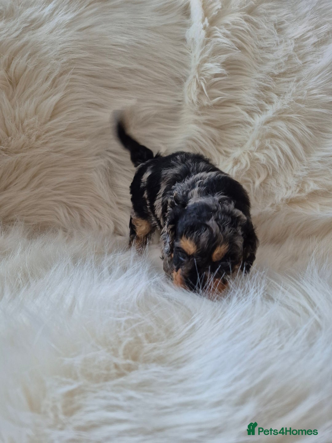 Cockapoo dogs for sale: F1B COCKAPOO PUPPIES  - Image 3