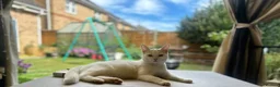 Turkish Angora cats for sale: Adorable Kittens Looking for Their Forever Homes - Advert 3