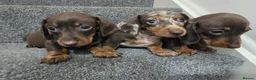 Dachshund dogs for sale: Beautiful dachshund babies  in Barnsley - Advert 1