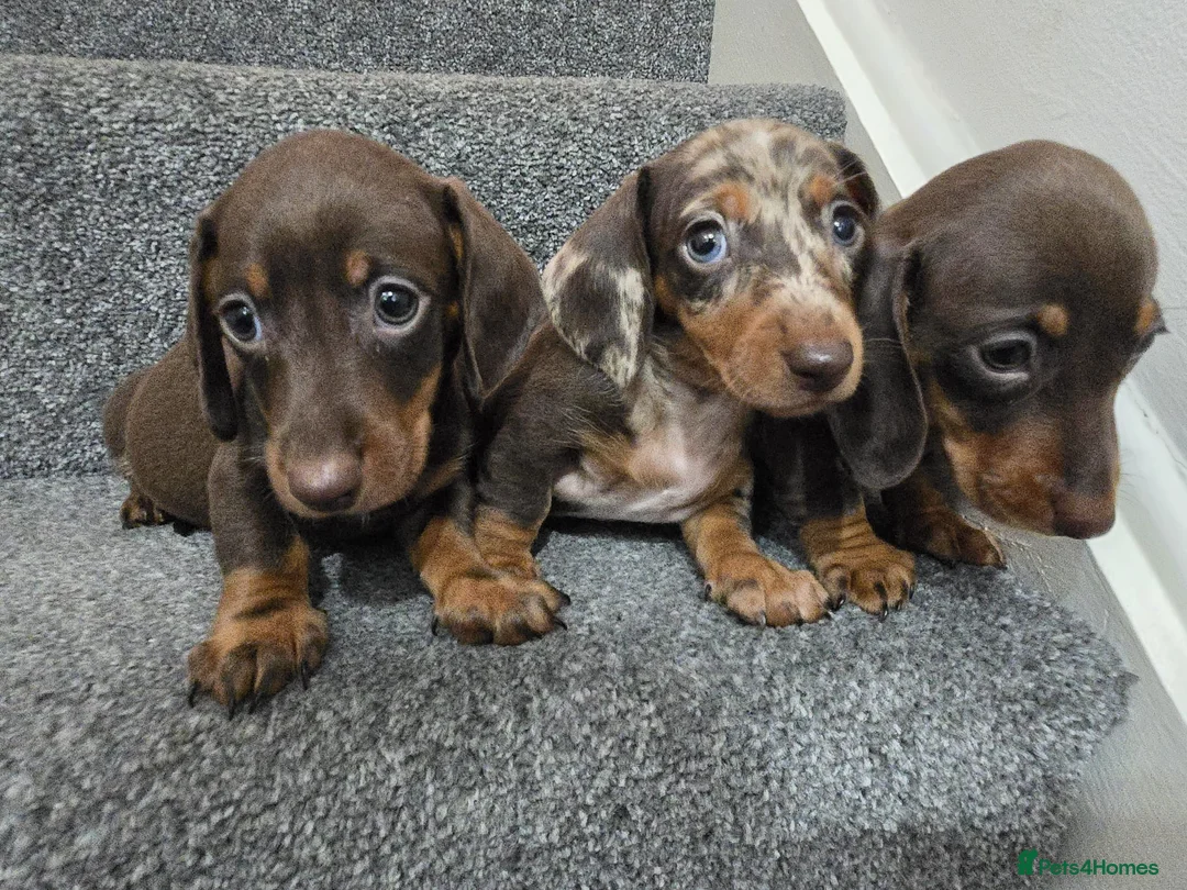 Dachshund dogs for sale: Beautiful dachshund babies  in Barnsley - Advert 1