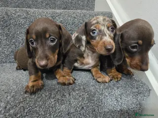 Dachshund dogs Beautiful dachshund babies - Advert 4