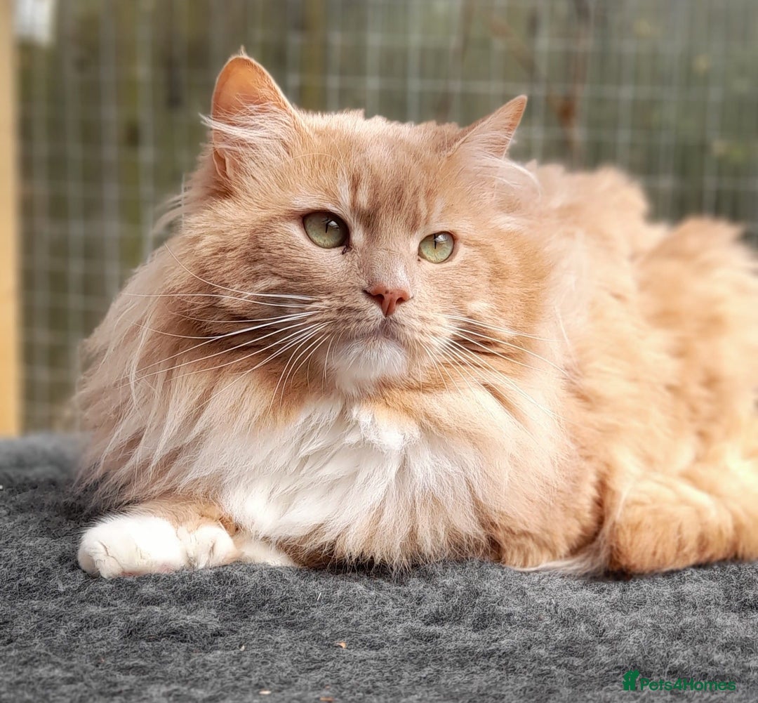 Maine Coon cats for sale: Beautiful Maine Coon kittens  - Image 13