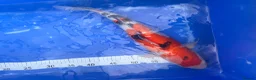 Koi Carp fish for sale: Japanese koi for sale’s  - Advert 7