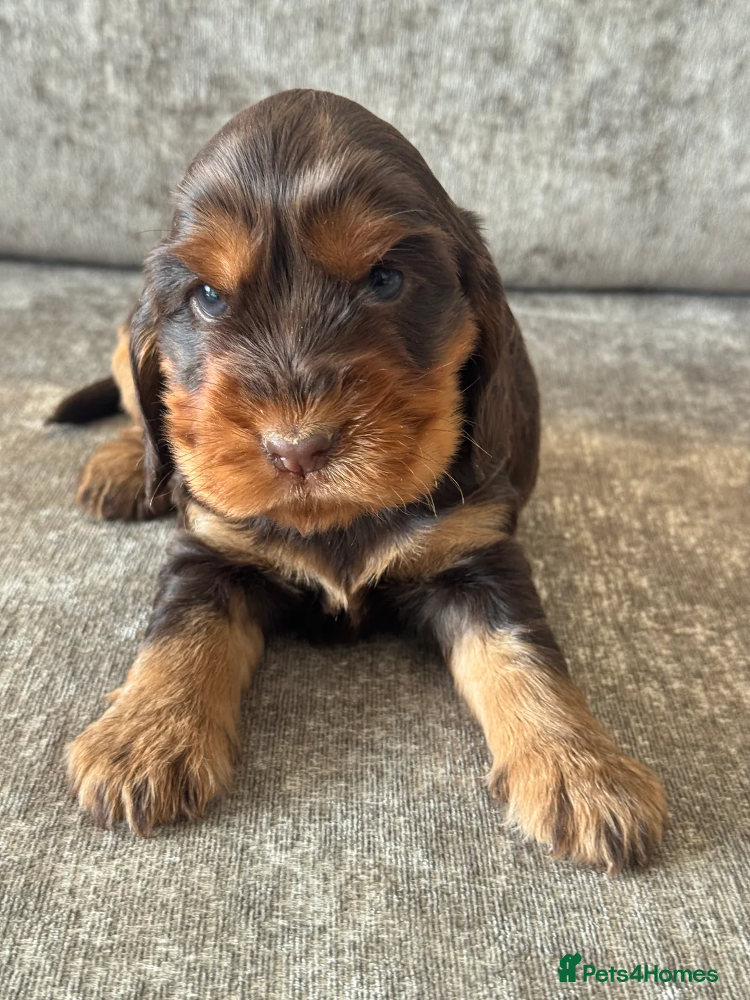 Cocker Spaniel dogs for sale: 100% SHOWTYPE KC REG FROM HEALTH TESTED PARENTS  - Advert 15