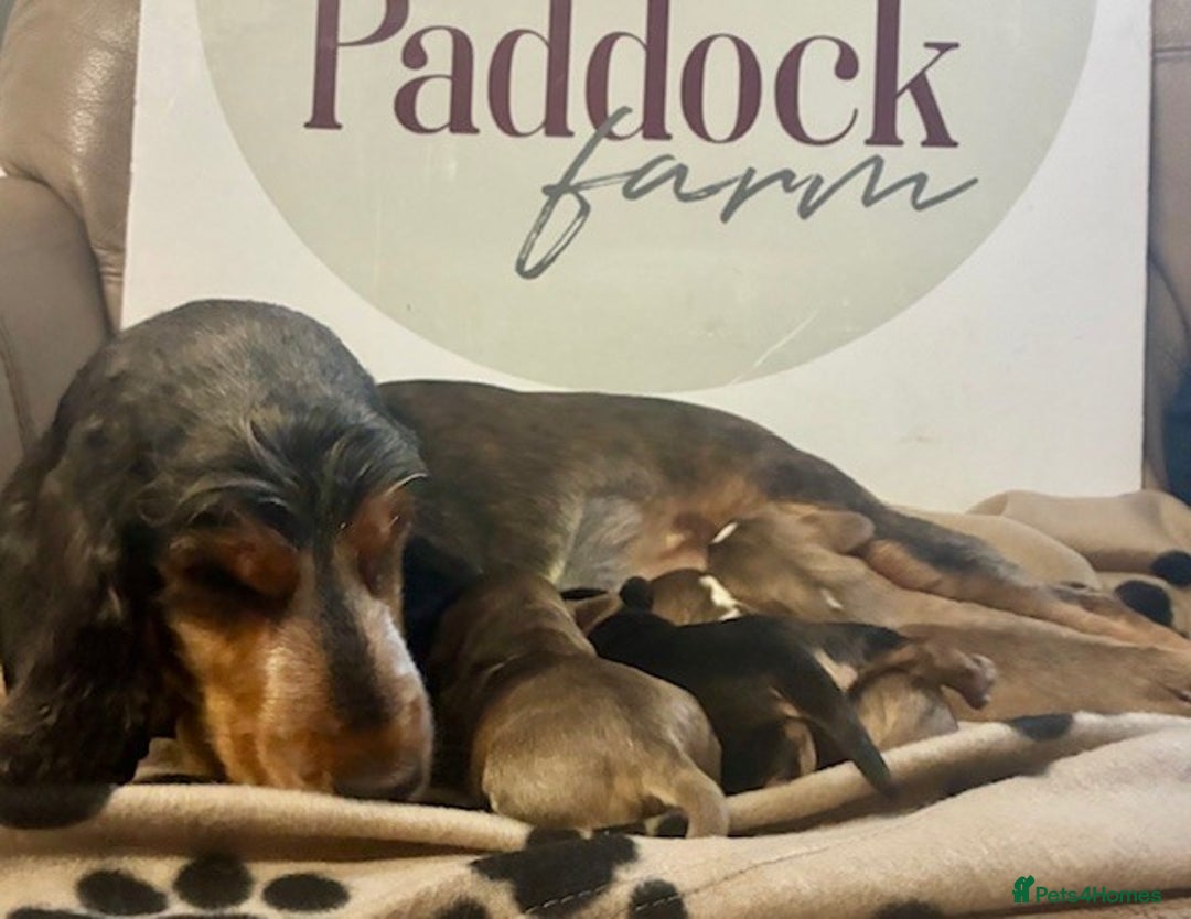 Cockalier dogs for sale: ✨ Beautiful Cockalier puppies ✨ - Image 9