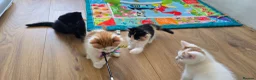 Mixed Breed cats for sale: Beautiful Kittens Looking for Their Forever Homes - Advert 18