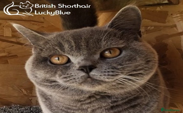 British Shorthair cats - Advert 1