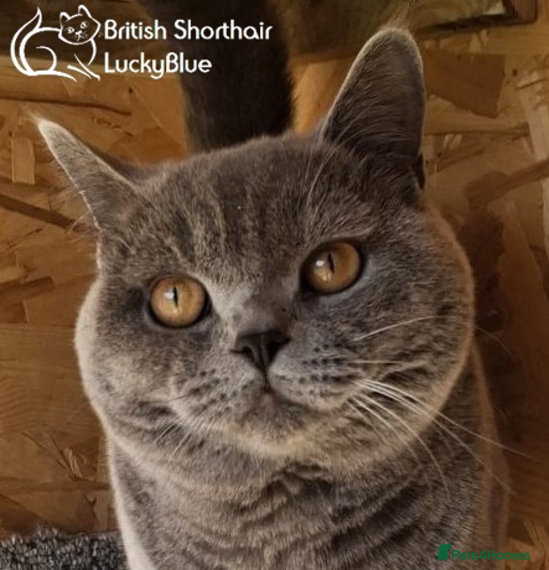 British Shorthair cats for stud: Stud GCCF active Blue British Shorthair - Image 1