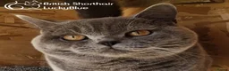 British Shorthair cats for stud: Stud GCCF active Blue British Shorthair - Advert 3