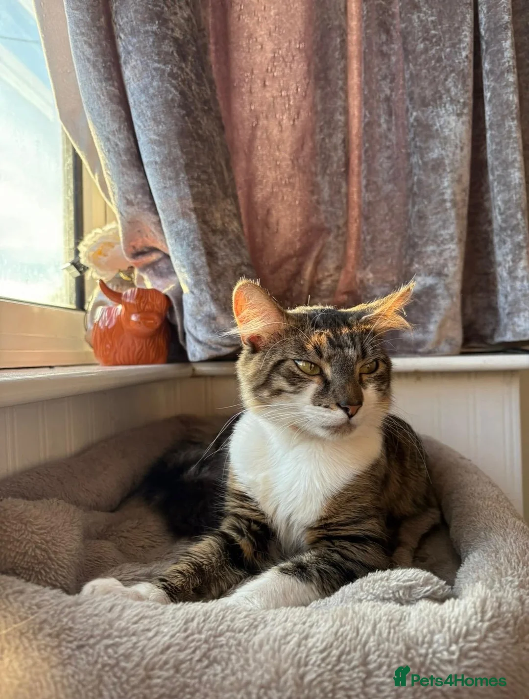 Norwegian Forest Cat cats for sale: 4 gorgeous kittens Norwegian Forest/ Russian Blue  - Advert 2