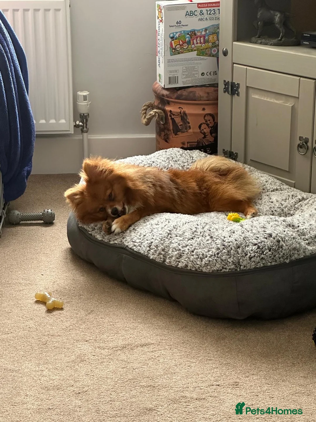 Pomeranian dogs for sale: 3yr old Pomeranian - Advert 4