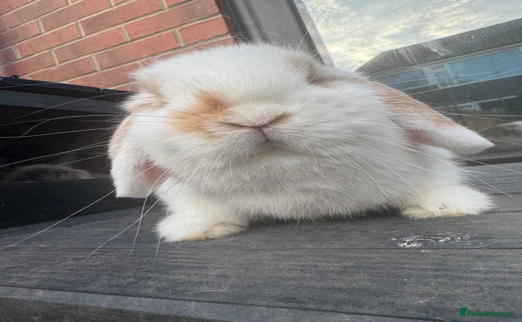 Mini Lop rabbits - Advert 8