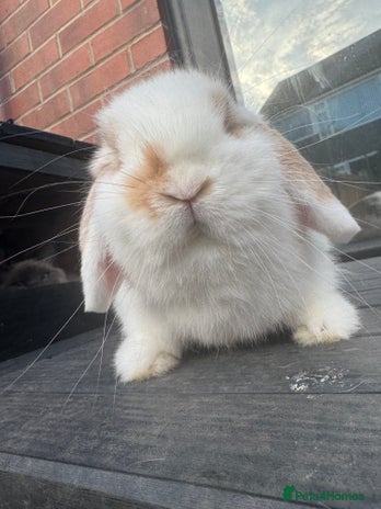 Mini Lop rabbits - Advert 16