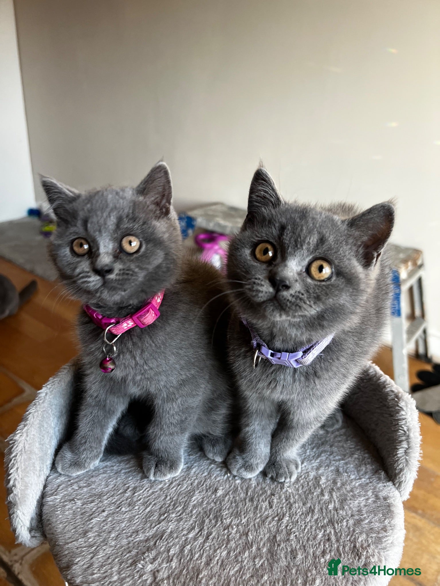 British Shorthair cats 🐾 Beautiful British Shorthair Girls 🐾 - Advert 1