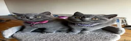 British Shorthair cats for sale: 🐾 Beautiful British Shorthair Girls 🐾 - Advert 1