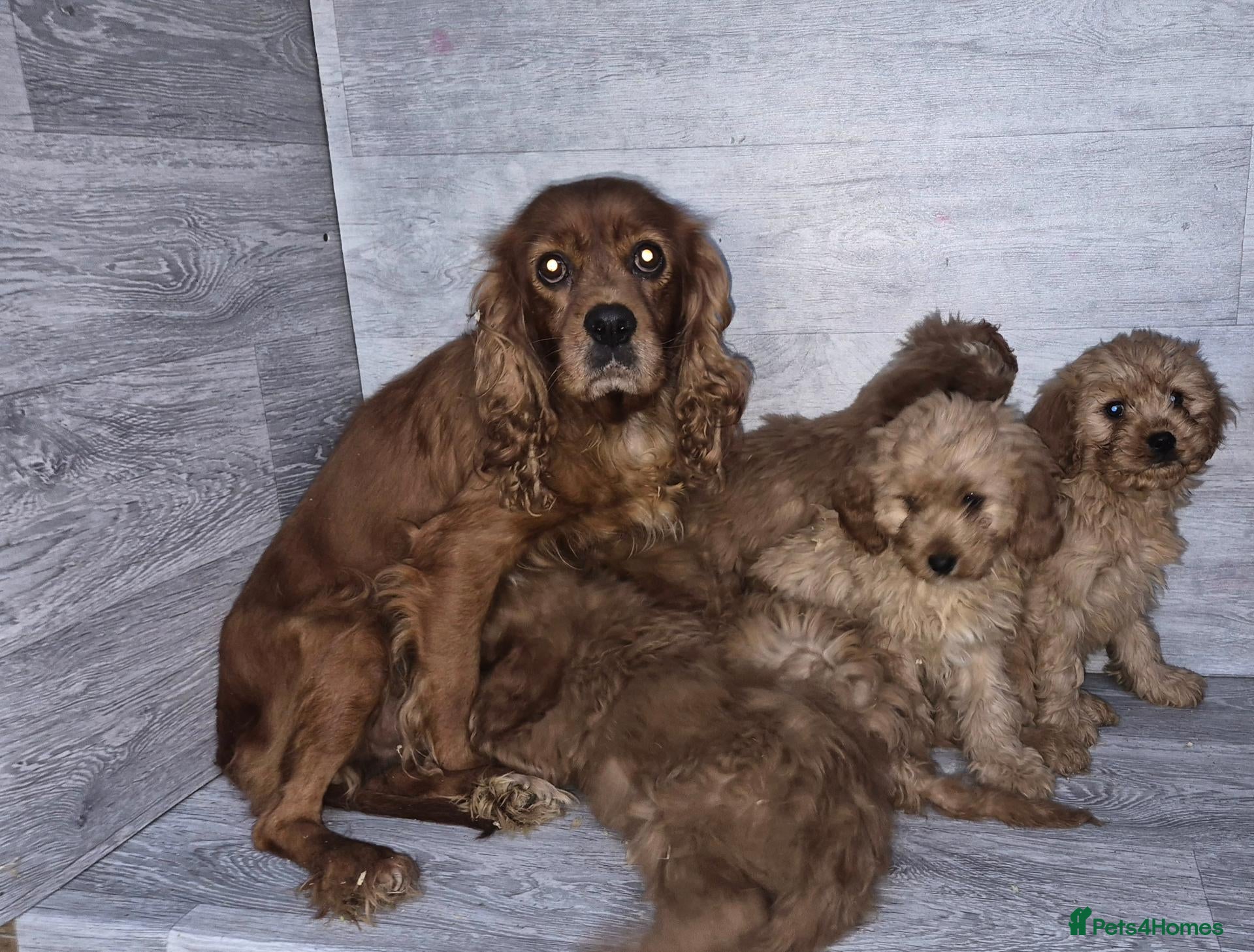Cavapoo dogs for sale: Stunning F1 RED cavapoo boys and girls READY NOW - Advert 6