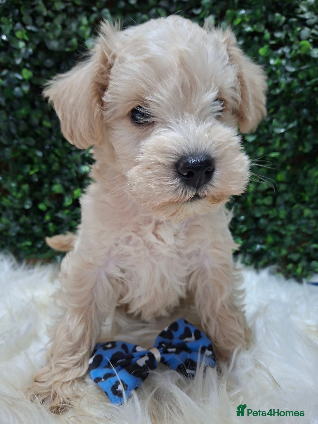 Mixed Breed dogs for sale: ✨ Exceptional Toy Schnoodle Puppies Available ✨ - Advert 15