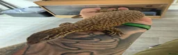 Monitor reptiles for sale: Subadult ackie monitor.  in Farnham - Advert 5
