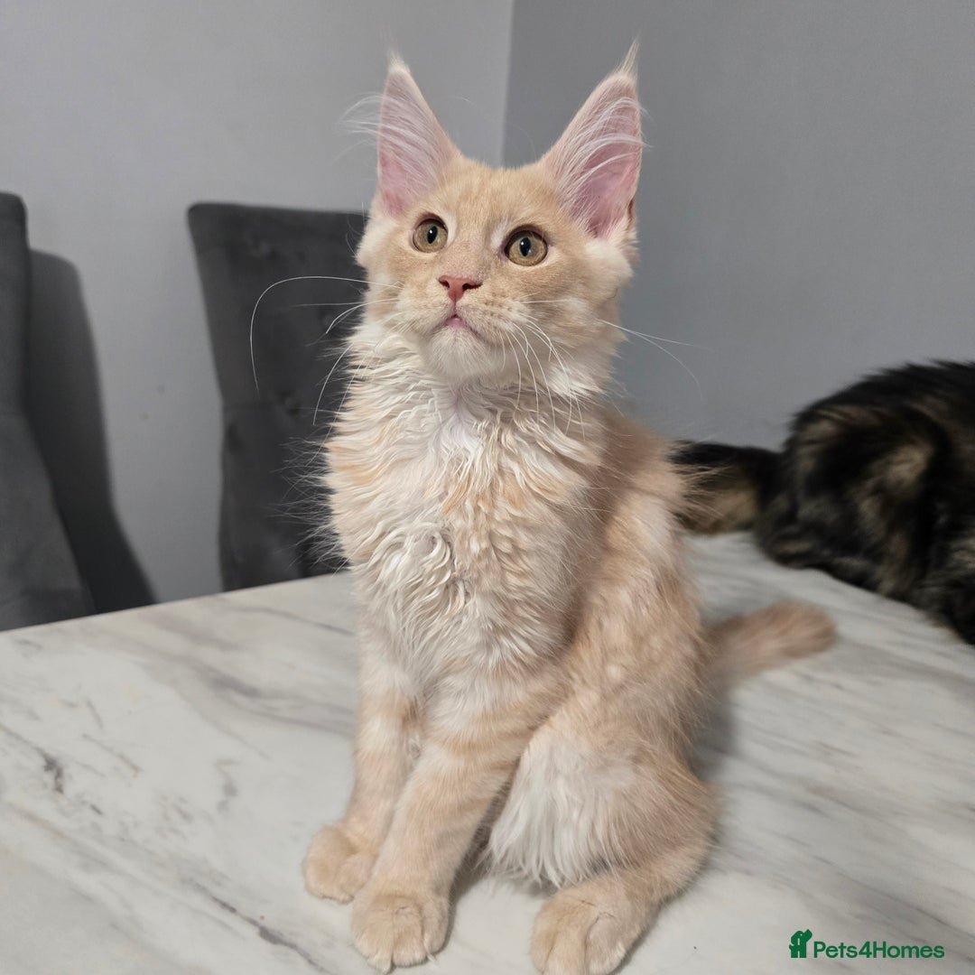 Maine Coon cats for sale: Ready now boys Mainecoon tica registered  - Image 8