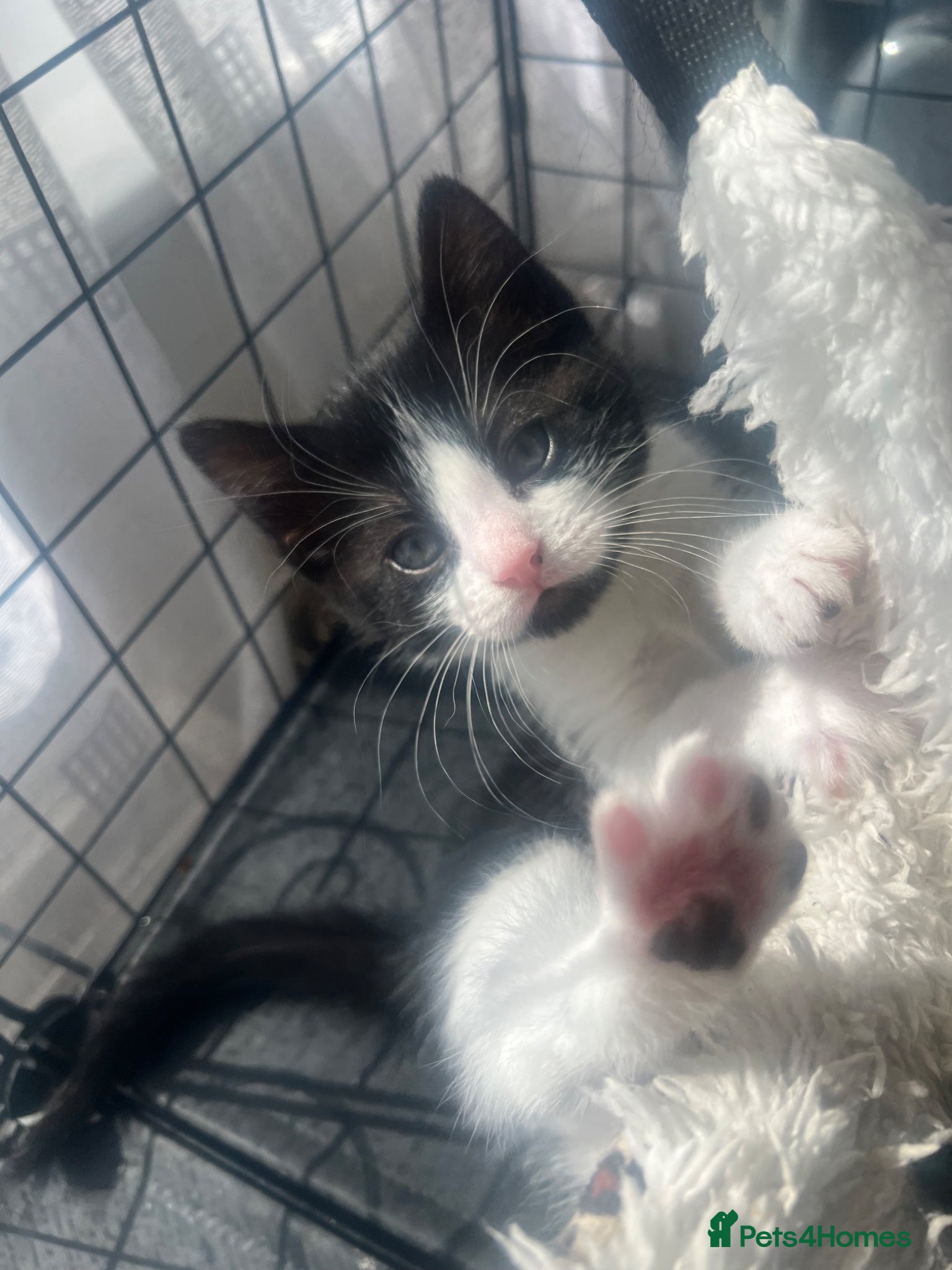 Mixed Breed cats 2 beautiful kittens - Advert 15