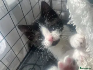 Mixed Breed cats 2 beautiful kittens - Advert 15