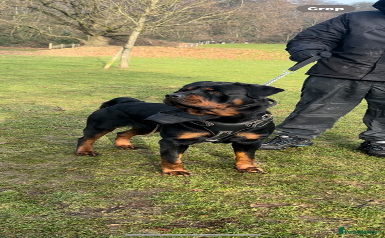 Rottweiler dogs - Advert 1
