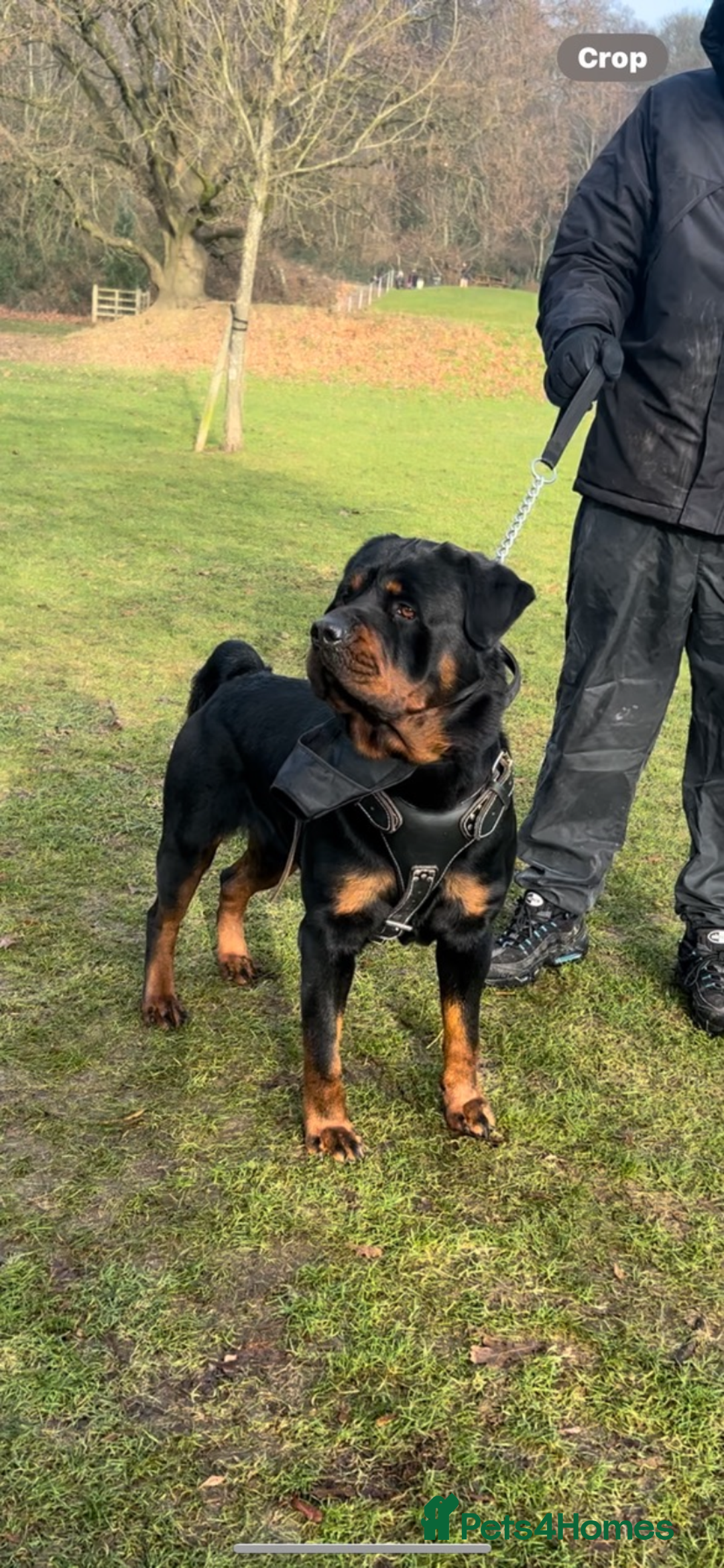 Rottweiler dogs for stud: German Rottweiler stud !🤩 - Image 1