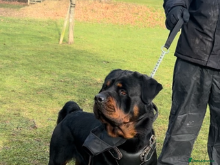 Rottweiler dogs - Advert 25