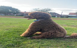 Standard Poodle dogs for sale: Standard poodle  - Image 5
