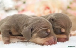 Miniature Dachshund dogs for sale: KC Miniature Dachshund Puppies - Image 8