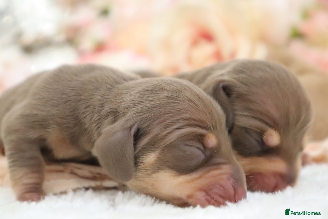 Miniature Dachshund dogs for sale: KC Miniature Dachshund Puppies - Image 8