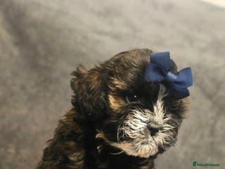 Shihpoo dogs 3 Hypoallergenic Shihpoo Boys - Advert 4