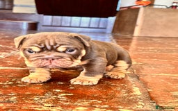 English Bulldog dogs for sale: English bulldogs  - Image 6